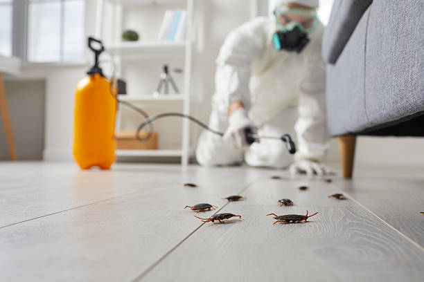 Commercial Rodent Management in Merton